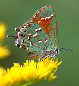 Today's Mass Extinction and Holocene-Anthropocene Thermal Maximum (24966253075)