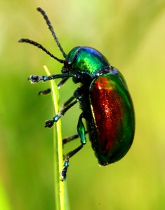 Today's Mass Extinction and Holocene-Anthropocene Thermal Maximum (24398436626)