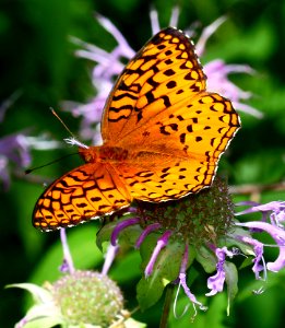 Today's Mass Extinction and Holocene-Anthropocene Thermal Maximum (24453491606)