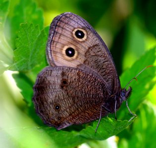 Today's Mass Extinction and Holocene-Anthropocene Thermal Maximum (25037213957)