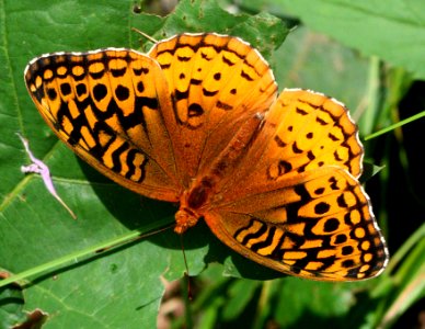Today's Mass Extinction and Holocene-Anthropocene Thermal Maximum (24920959655)