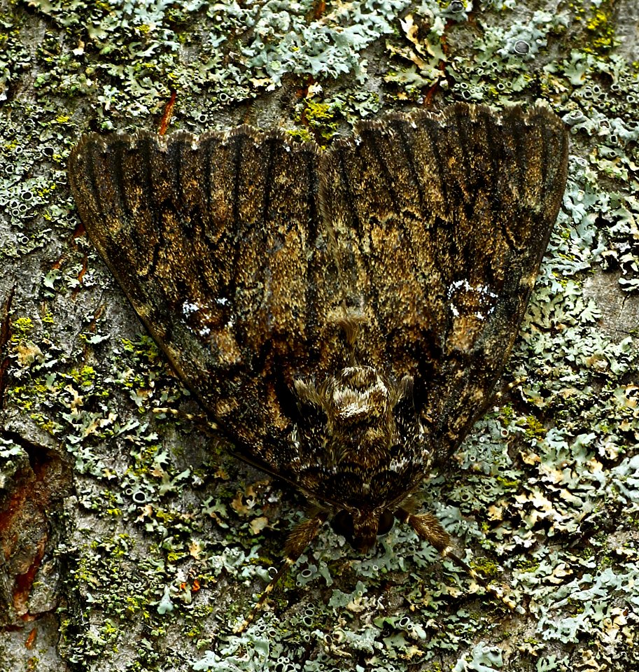 Today's Mass Extinction and Holocene-Anthropocene Thermal Maximum (25187378982)