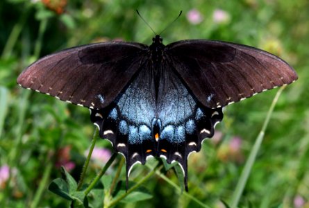 Today's Mass Extinction and Holocene-Anthropocene Thermal Maximum (24973080716)