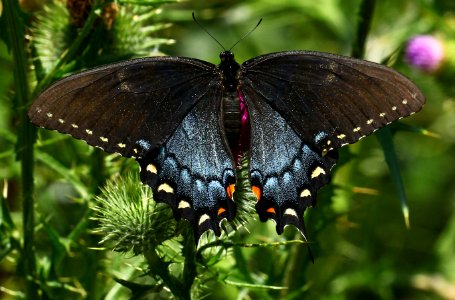 Today's Mass Extinction and Holocene-Anthropocene Thermal Maximum (25236864056)