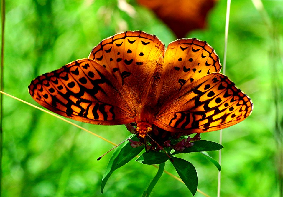 Today's Mass Extinction and Holocene-Anthropocene Thermal Maximum (25500393578)