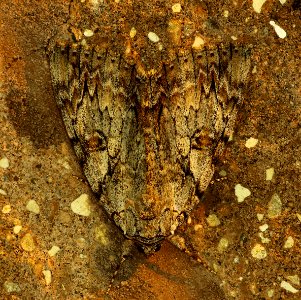 Today's Mass Extinction and Holocene-Anthropocene Thermal Maximum (25394160242)