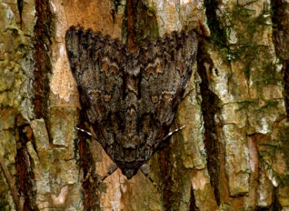 Today's Mass Extinction and Holocene-Anthropocene Thermal Maximum (24882119604)