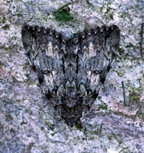 Today's Mass Extinction and Holocene-Anthropocene Thermal Maximum (26023998291)