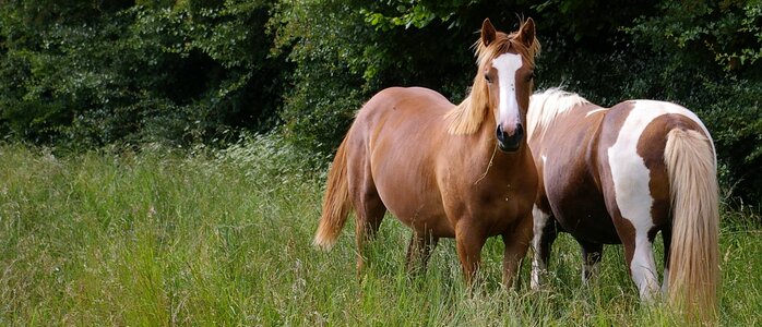 Animal field horse photo