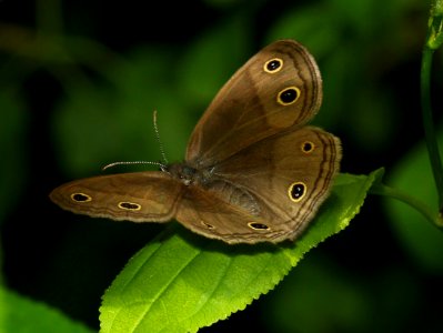 Today's Mass Extinction and Holocene-Anthropocene Thermal Maximum (25628628213)