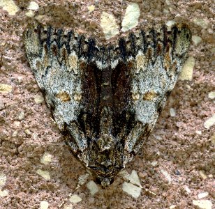 Today's Mass Extinction and Holocene-Anthropocene Thermal Maximum (24987088439)