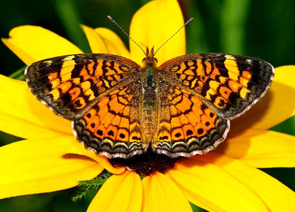 Today's Mass Extinction and Holocene-Anthropocene Thermal Maximum (26314514952)