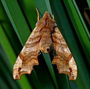 Today's Mass Extinction and Holocene-Anthropocene Thermal Maximum (26752847650)