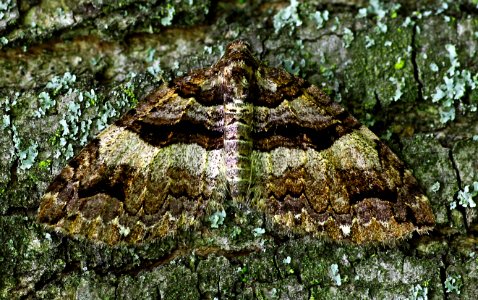 Today's Mass Extinction and Holocene-Anthropocene Thermal Maximum (27314463365)
