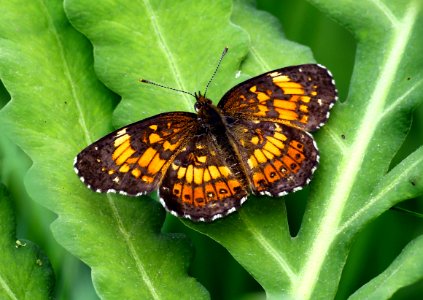Today's Mass Extinction and Holocene-Anthropocene Thermal Maximum (27647329492)