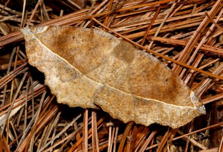 Today's Mass Extinction and Holocene-Anthropocene Thermal Maximum (26231325565)