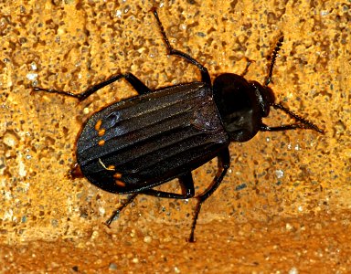 Today's Mass Extinction and Holocene-Anthropocene Thermal Maximum (25305630825)