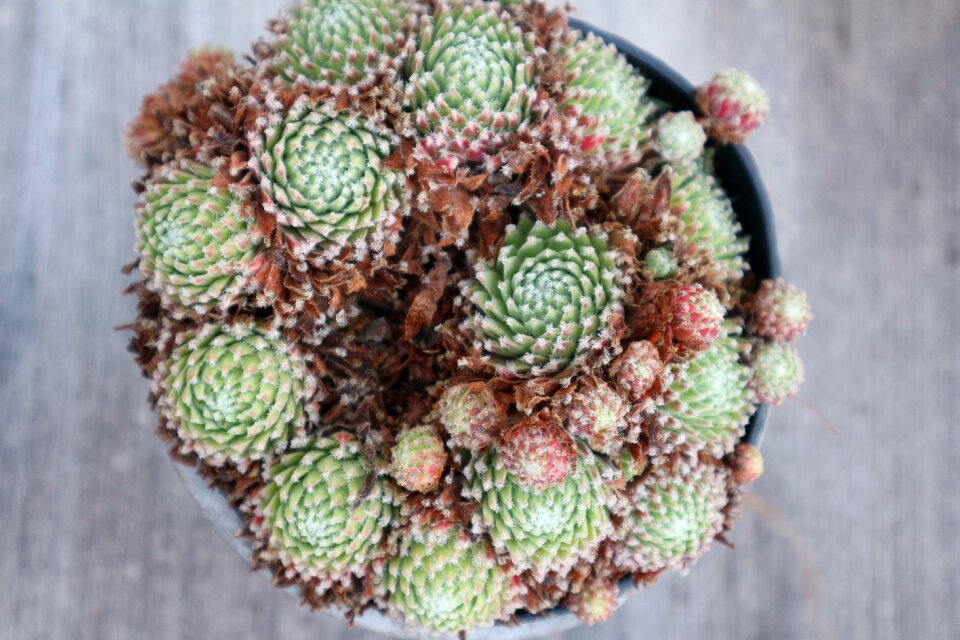 Green plant houseleek