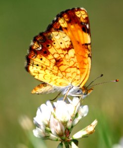 Today's Mass Extinction and Holocene-Anthropocene Thermal Maximum (28815288591)