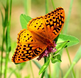 Today's Mass Extinction and Holocene-Anthropocene Thermal Maximum (28594140241)