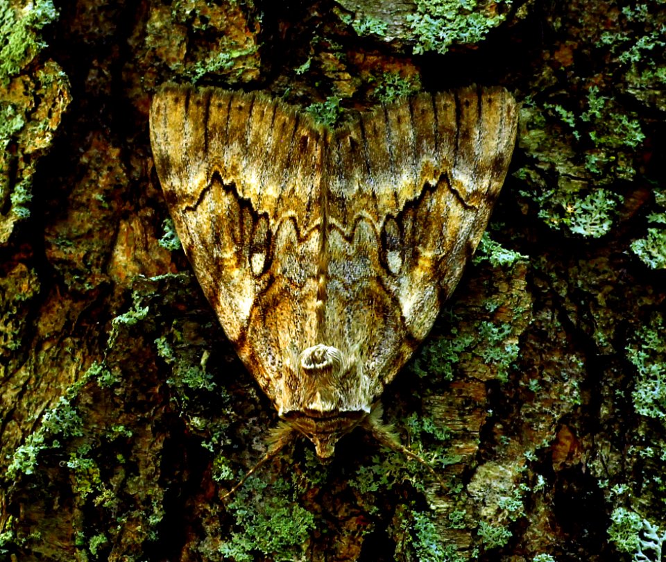 Today's Mass Extinction and Holocene-Anthropocene Thermal Maximum (29053277416)