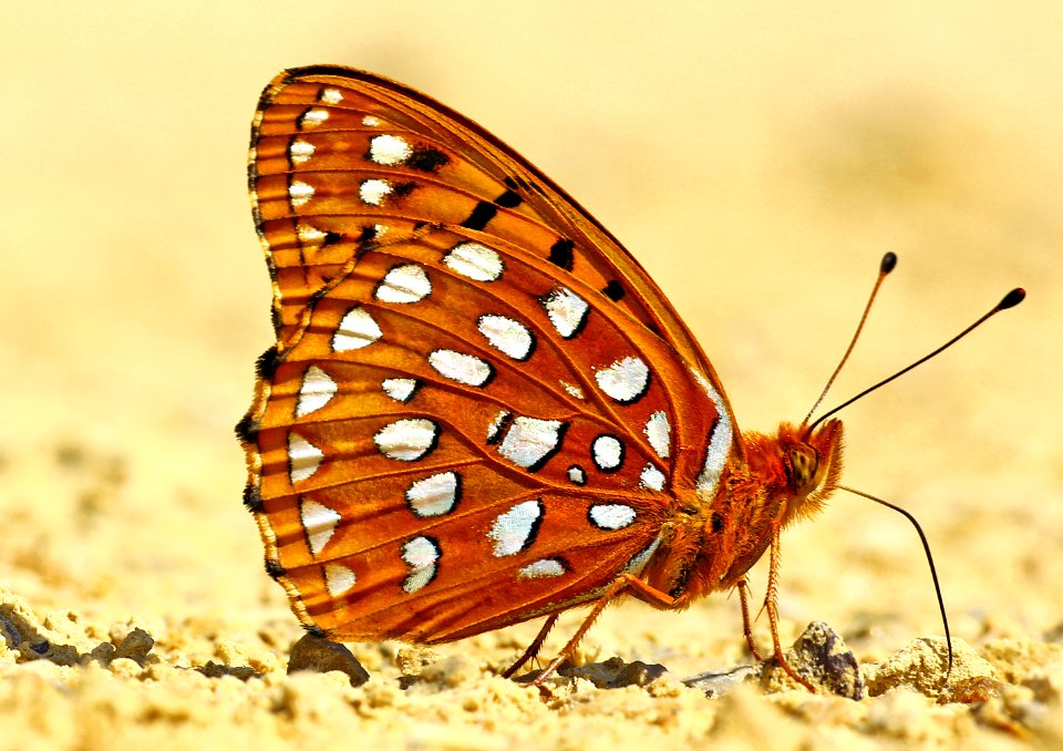 Today's Mass Extinction and Holocene-Anthropocene Thermal Maximum (28204719921)