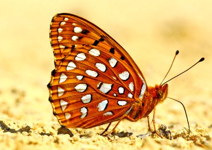 Today's Mass Extinction and Holocene-Anthropocene Thermal Maximum (28204719921)