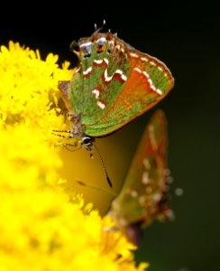 Today's Mass Extinction and Holocene-Anthropocene Thermal Maximum (29949018232)