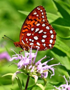 Today's Mass Extinction and Holocene-Anthropocene Thermal Maximum (28368899786)