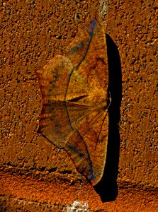 Today's Mass Extinction and Holocene-Anthropocene Thermal Maximum (29991789100)