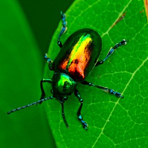 Today's Mass Extinction and Holocene-Anthropocene Thermal Maximum (27183112589)