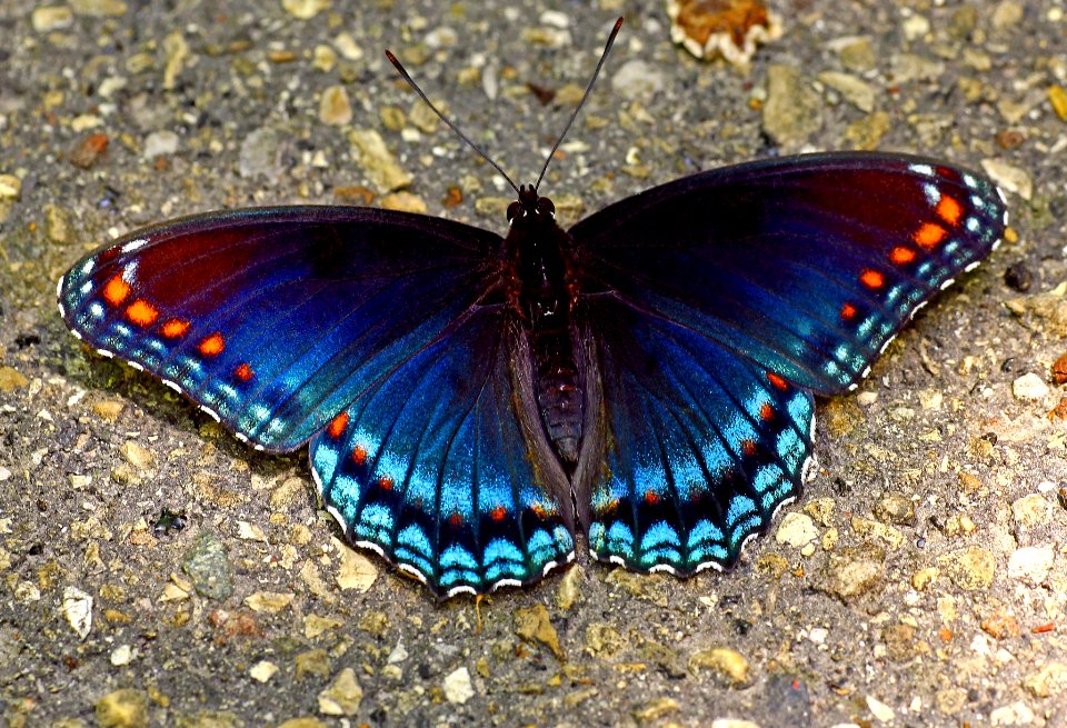 Today's Mass Extinction and Holocene-Anthropocene Thermal Maximum (30435228053)