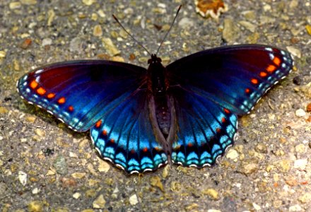 Today's Mass Extinction and Holocene-Anthropocene Thermal Maximum (30435228053)