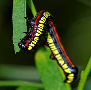 Today's Mass Extinction and Holocene-Anthropocene Thermal Maximum (29855934843)