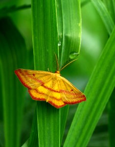 Today's Mass Extinction and Holocene-Anthropocene Thermal Maximum (29969551844)