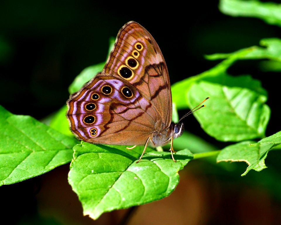 Today's Mass Extinction and Holocene-Anthropocene Thermal Maximum (27930429161)