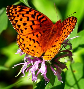 Today's Mass Extinction and Holocene-Anthropocene Thermal Maximum (30760621775)