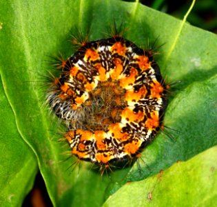Today's Mass Extinction and Holocene-Anthropocene Thermal Maximum (30569882472)