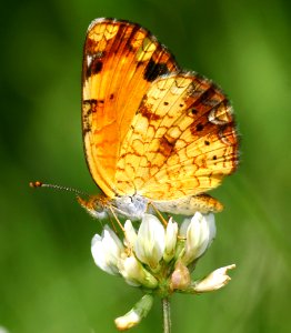 Today's Mass Extinction and Holocene-Anthropocene Thermal Maximum (28275273443)