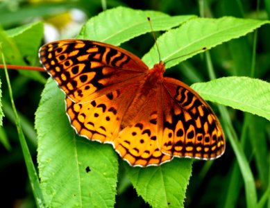 Today's Mass Extinction and Holocene-Anthropocene Thermal Maximum (30655033390)
