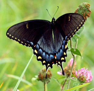 Today's Mass Extinction and Holocene-Anthropocene Thermal Maximum (31493915915)