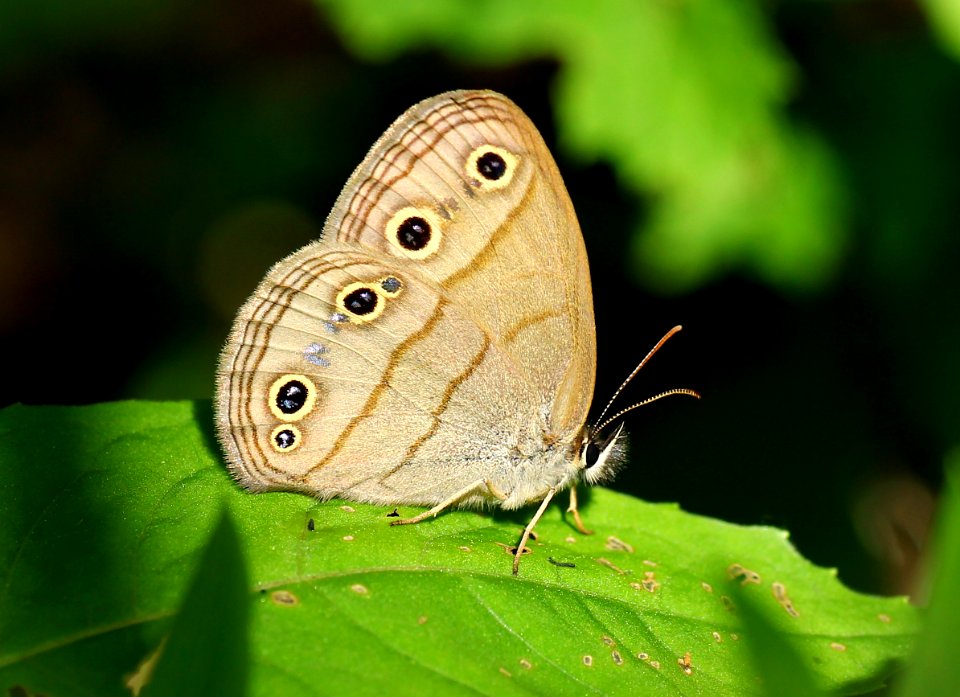 Today's Mass Extinction and Holocene-Anthropocene Thermal Maximum (28770782856)