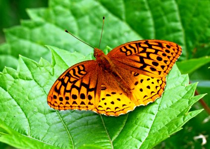 Today's Mass Extinction and Holocene-Anthropocene Thermal Maximum (31911565450)