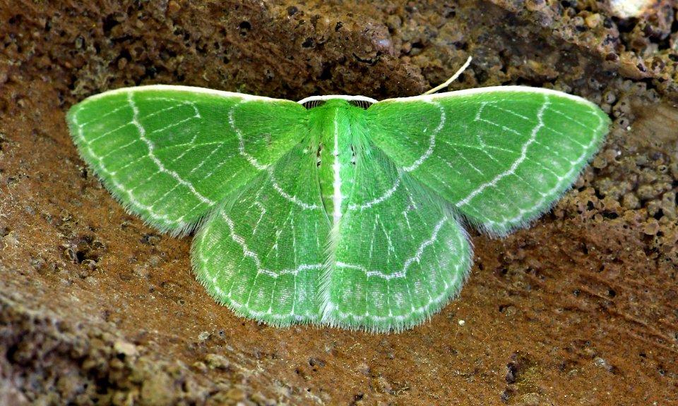 Today's Mass Extinction and Holocene-Anthropocene Thermal Maximum (31414837305)