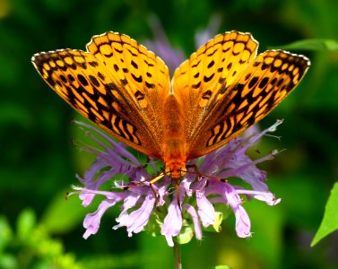 Today's Mass Extinction and Holocene-Anthropocene Thermal Maximum (32082012823)