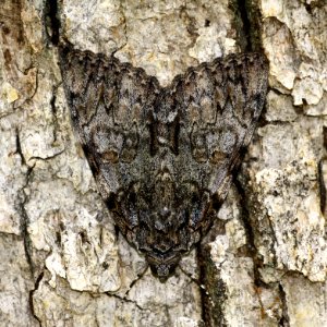 Today's Mass Extinction and Holocene-Anthropocene Thermal Maximum (29949015492)