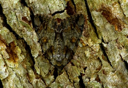 Today's Mass Extinction and Holocene-Anthropocene Thermal Maximum (32346483150)
