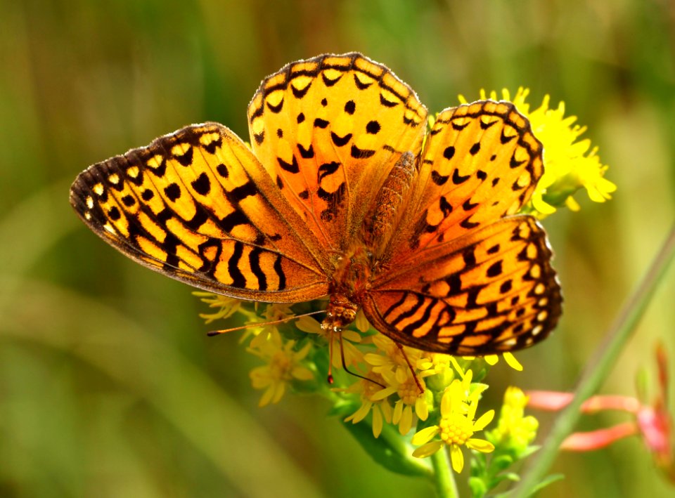 Today's Mass Extinction and Holocene-Anthropocene Thermal Maximum (32359215391)