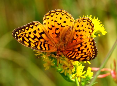 Today's Mass Extinction and Holocene-Anthropocene Thermal Maximum (32359215391)