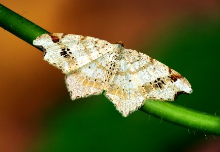 Today's Mass Extinction and Holocene-Anthropocene Thermal Maximum (31813278504)